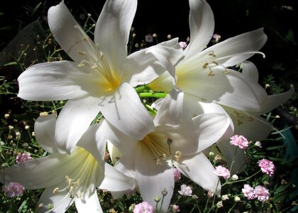 White lilies bulbs photo