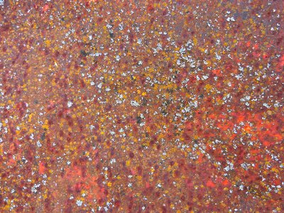 Lichens weather abstract
