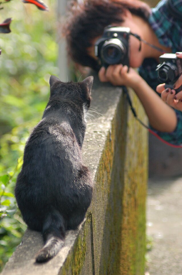 Cat photograph Free photos