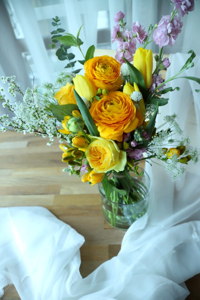 Plants floral rose