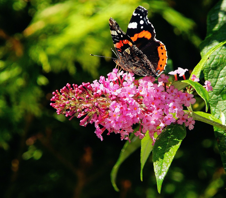 Edelfalter elegant orange