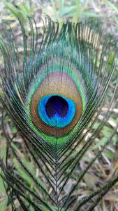 Pattern nature color