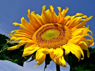 Flower sunflower beautiful photo