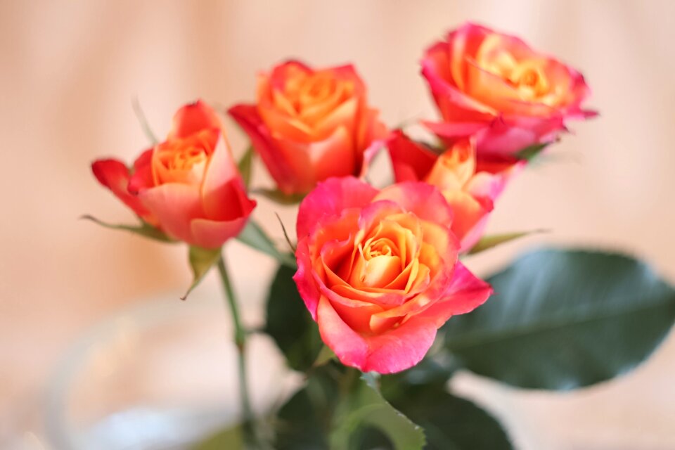 Nature bouquet bud
