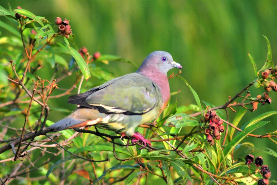 Wildlife outdoors animal