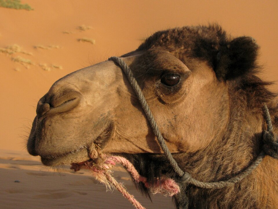 Nature desert