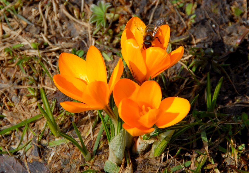 Crocus flowering february march