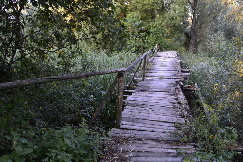 Mouldering swamp thickets
