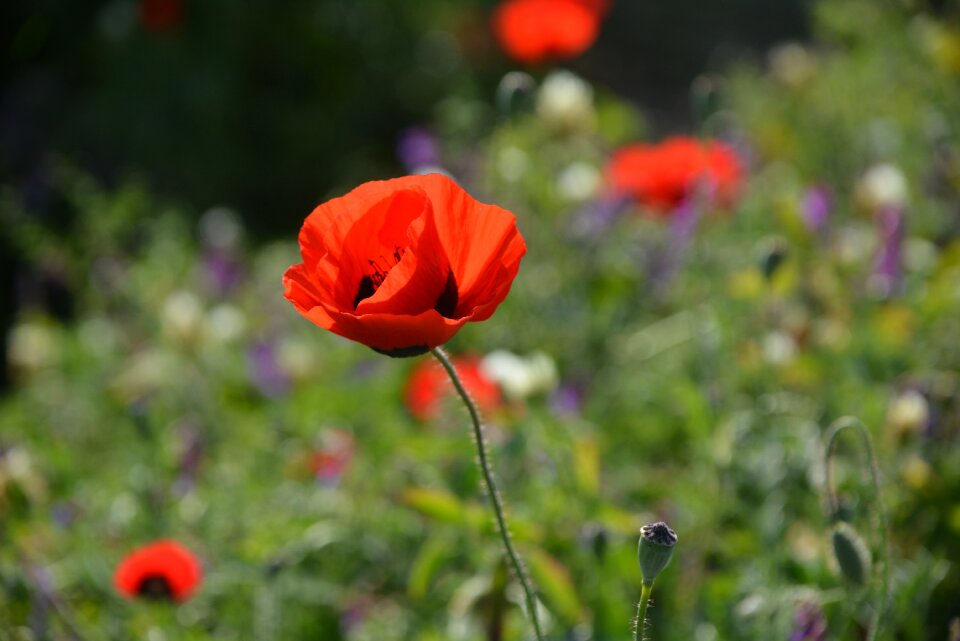 Summer poppy