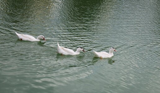 Lake nature animalia