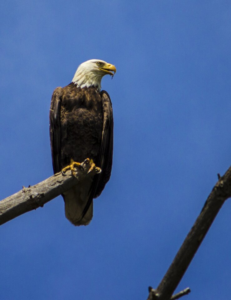 Bird majestic bald