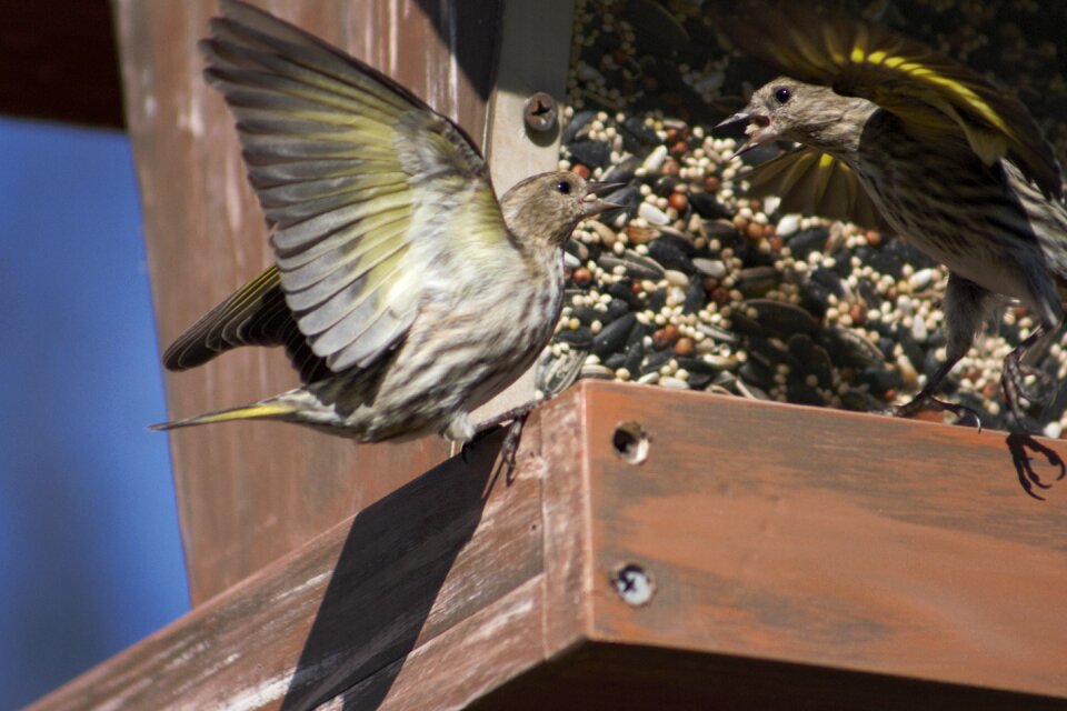 Wildlife animal pine siskin