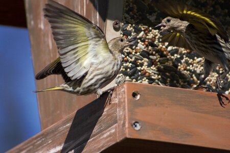 Wildlife animal pine siskin