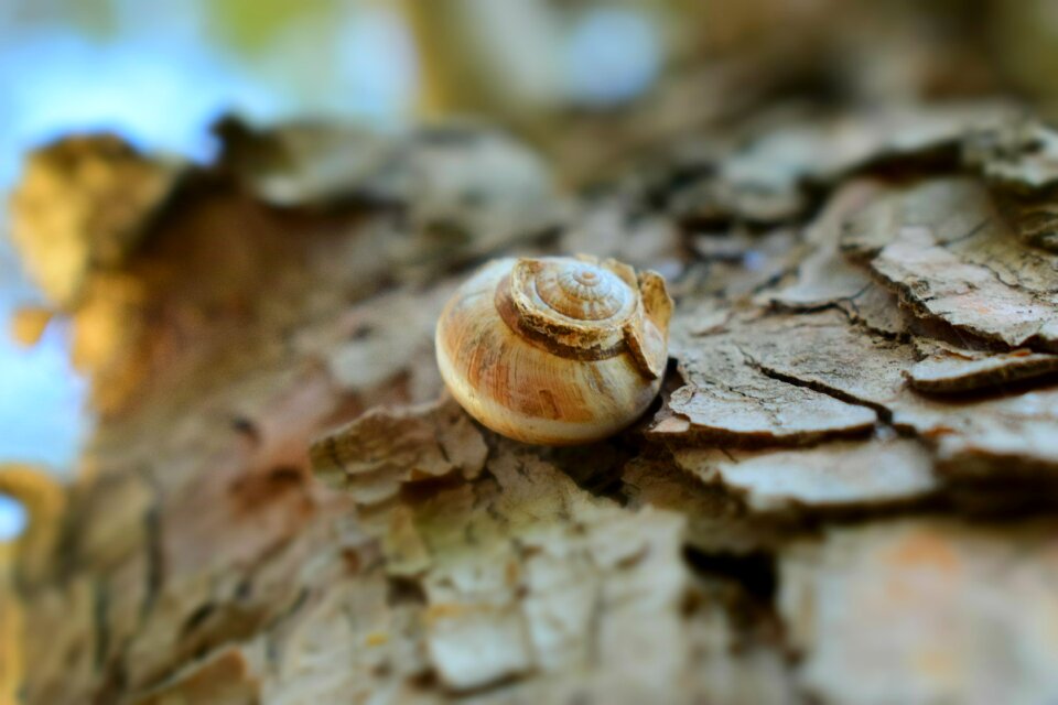 Wood outdoors