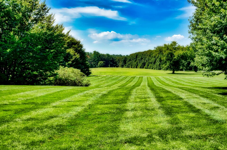 Summer lawn