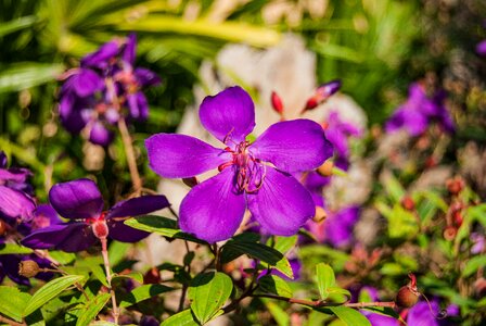 Nature refreshing purple flowers photo