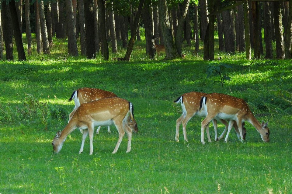 Grass mammal animal