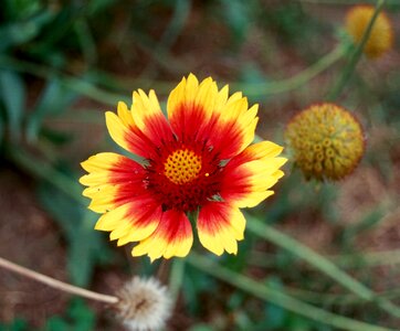 Summer petal floral