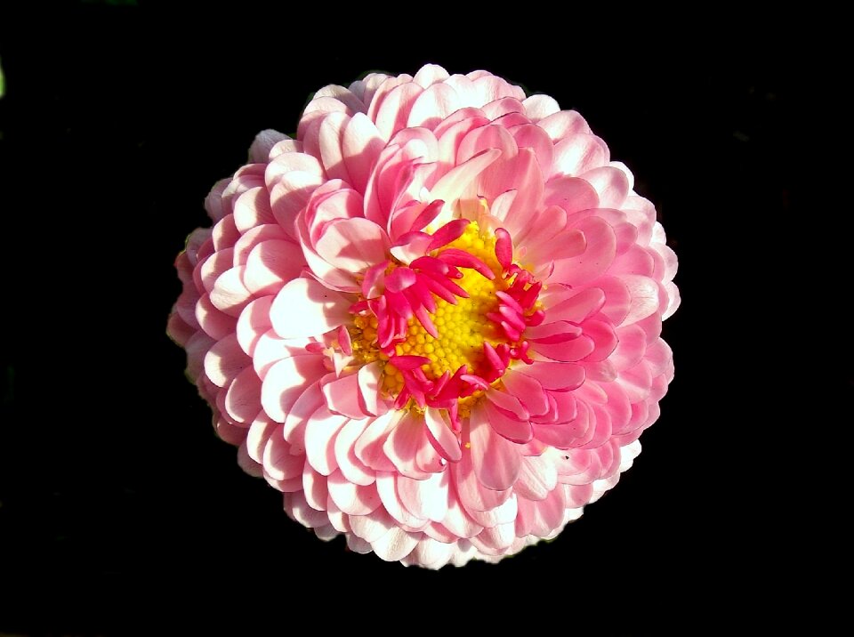 Nature spring plant