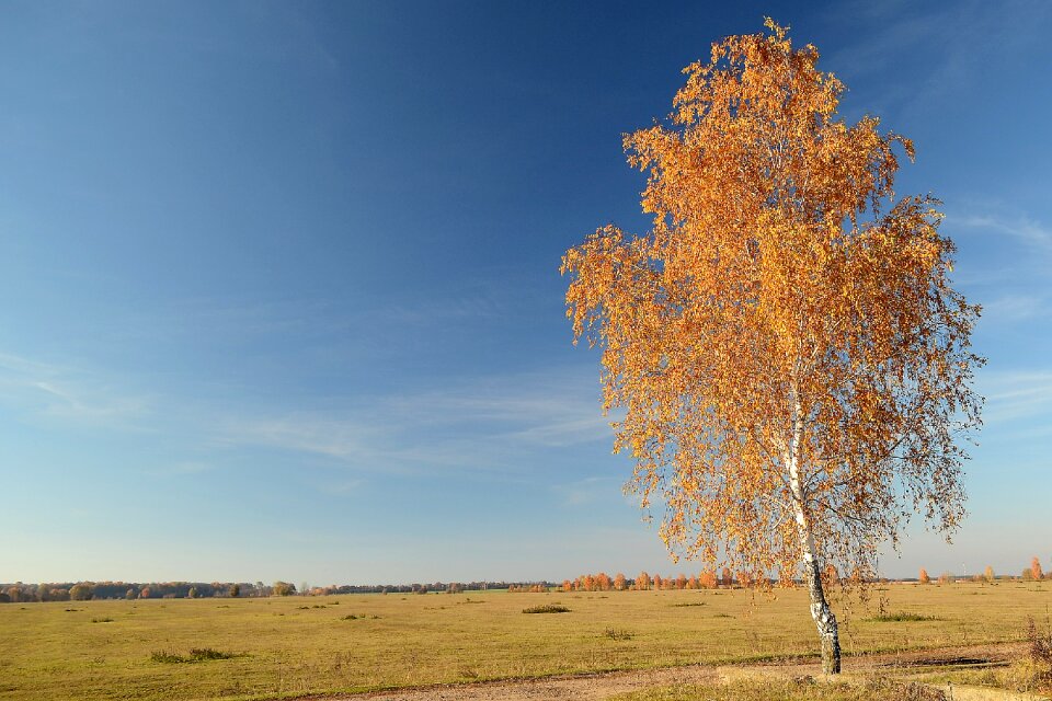Sky tree autumn