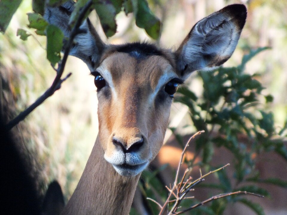 Nature animal world animal