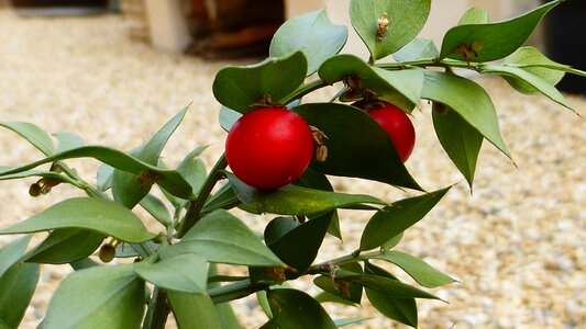 Fruit garden berries