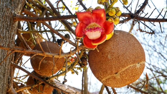 Deciduous tree botanical
