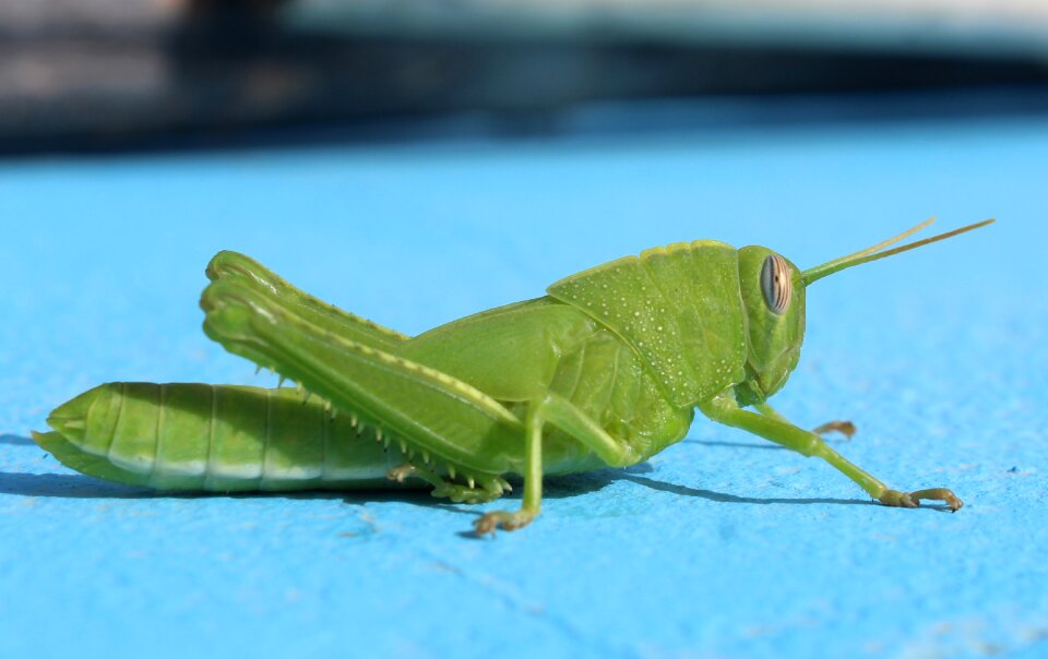 Insect side view biology