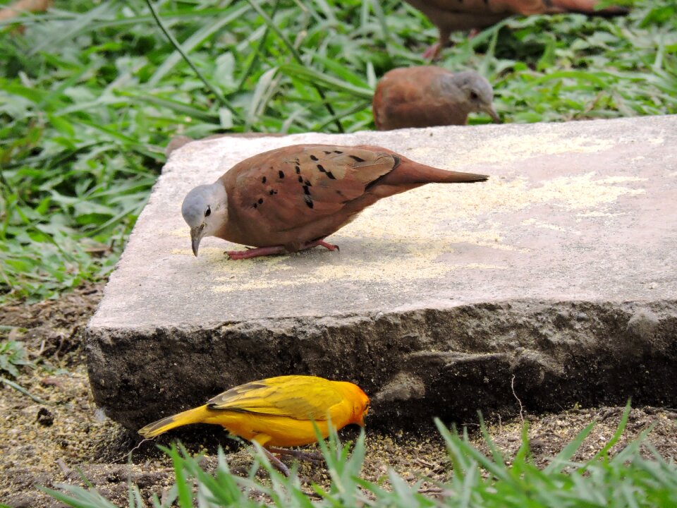 Wild life animalia lawn
