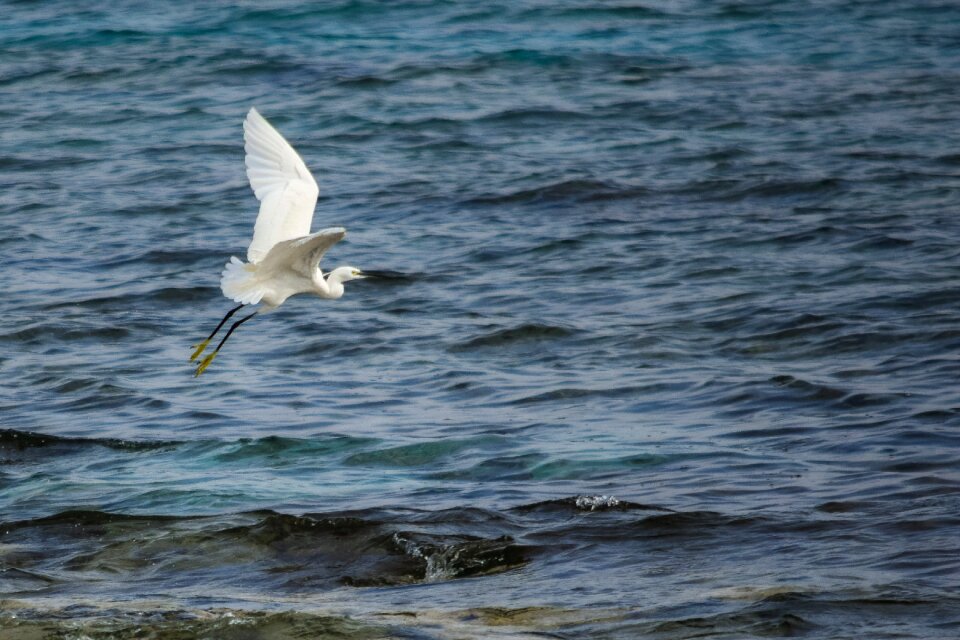 Bird sea nature