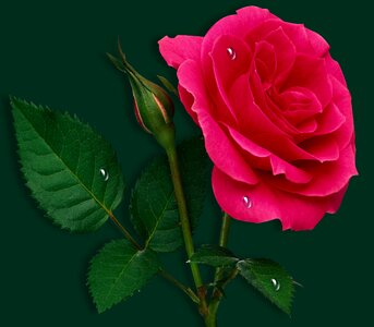Floral nature pink rose photo