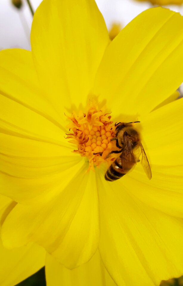 Anthophila insect pollen photo