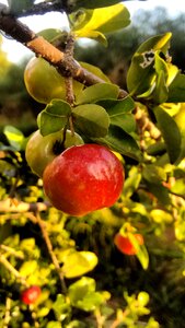 Leaf tree food