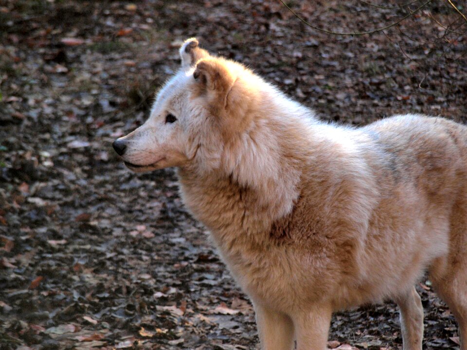 Portrait dog animal world