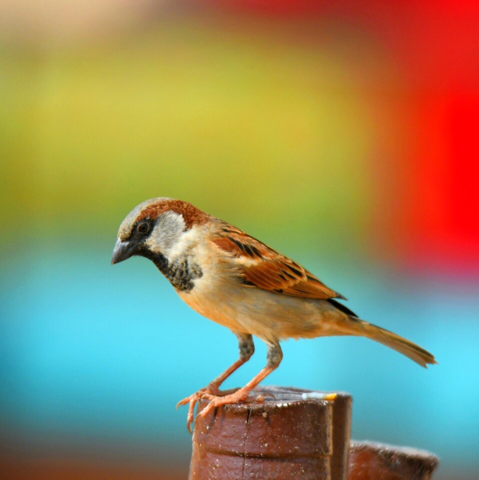 Outdoors animal sparrow