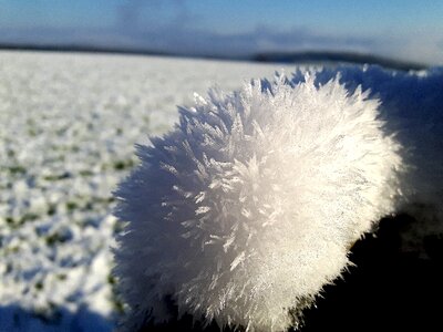 Fluffy beauty nature