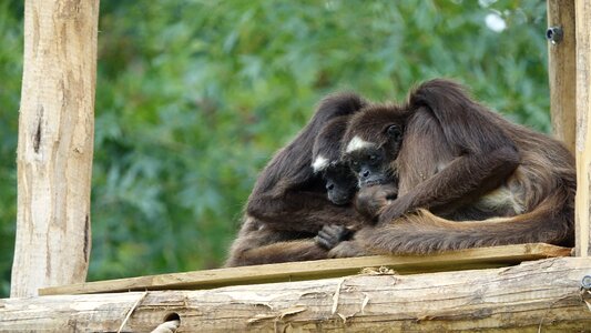 Zoo nature forest of mervent vendée