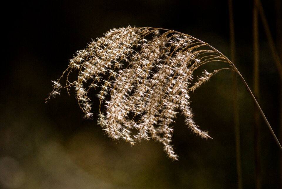Contrast color against the light