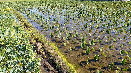 Flora field photo