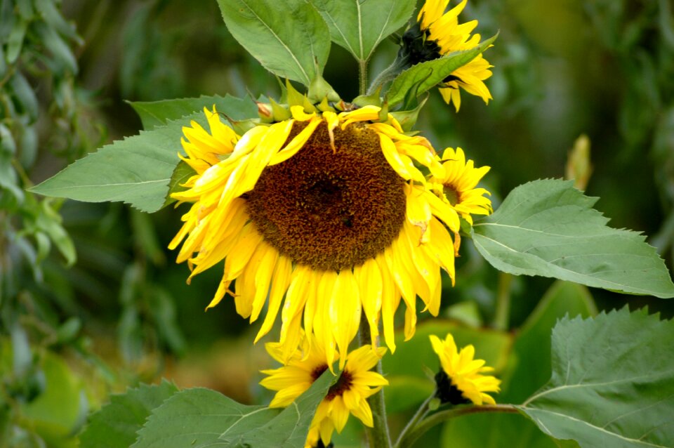 Flower leaf floral