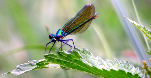 Dragonfly green wings photo