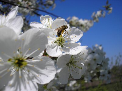 Flower tree nature
