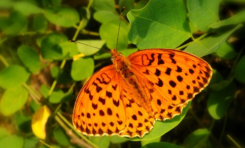 At the court of animals butterflies