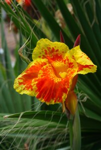Plant flower sheet