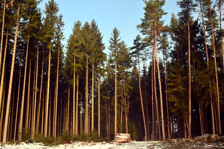 Pine landscape forest