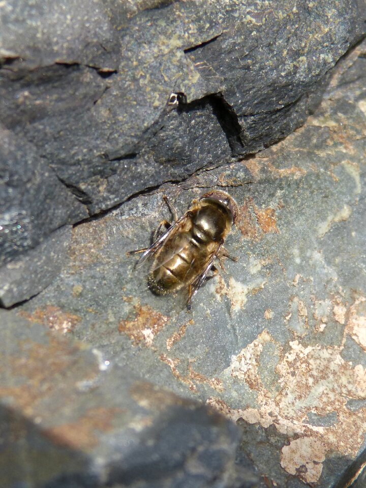 Insect gold metallic