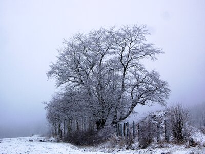 Snow wintry nature photo