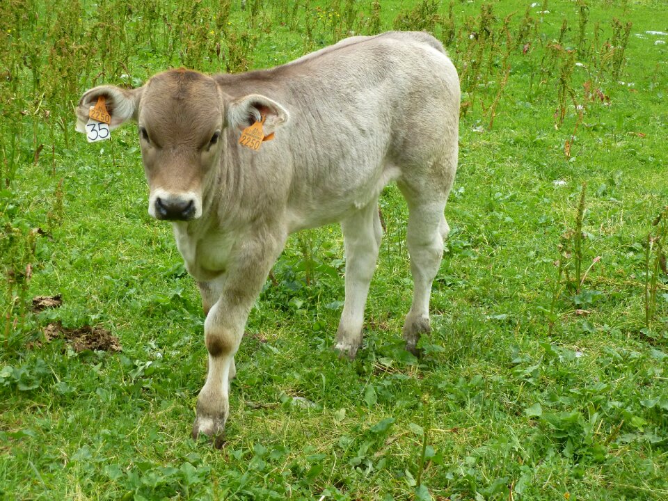 Prairie calf aragon