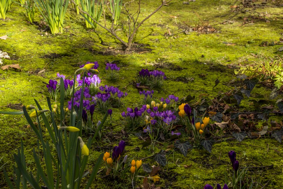 Flora outdoors spring