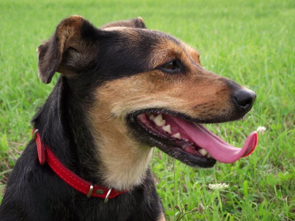 Pets mammals language